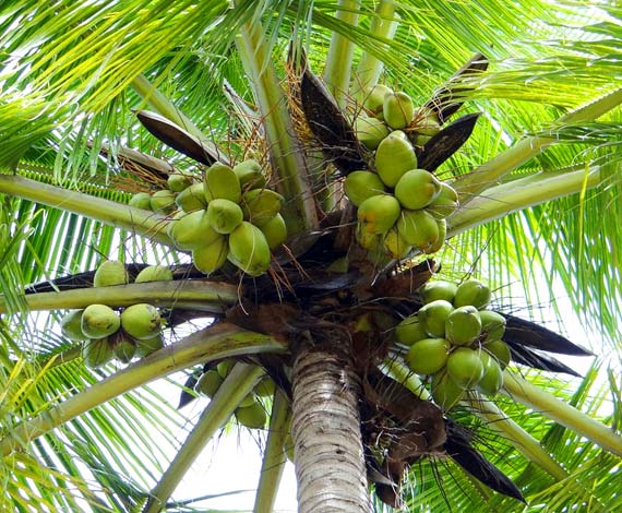 Coconut Exporters in Kerala
