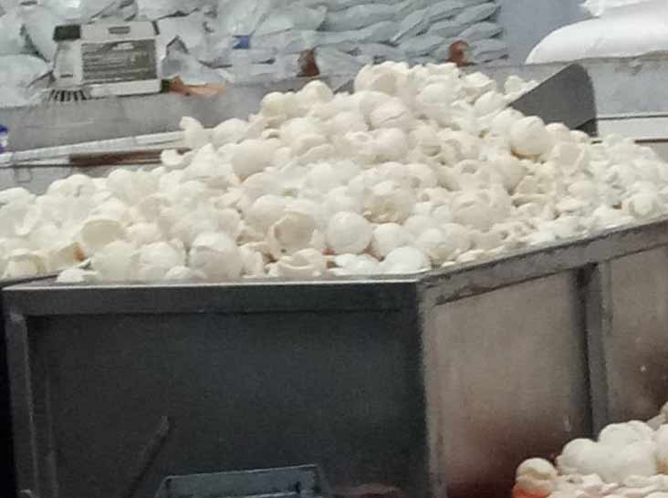 Coconut Exporters in Kerala