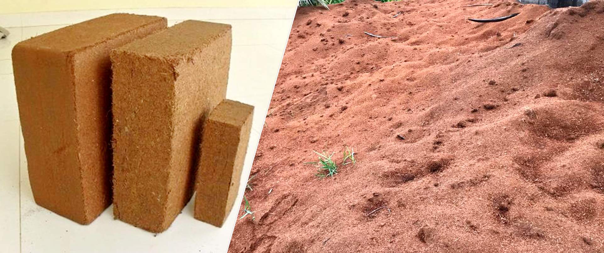 Husked-coconut-exporters